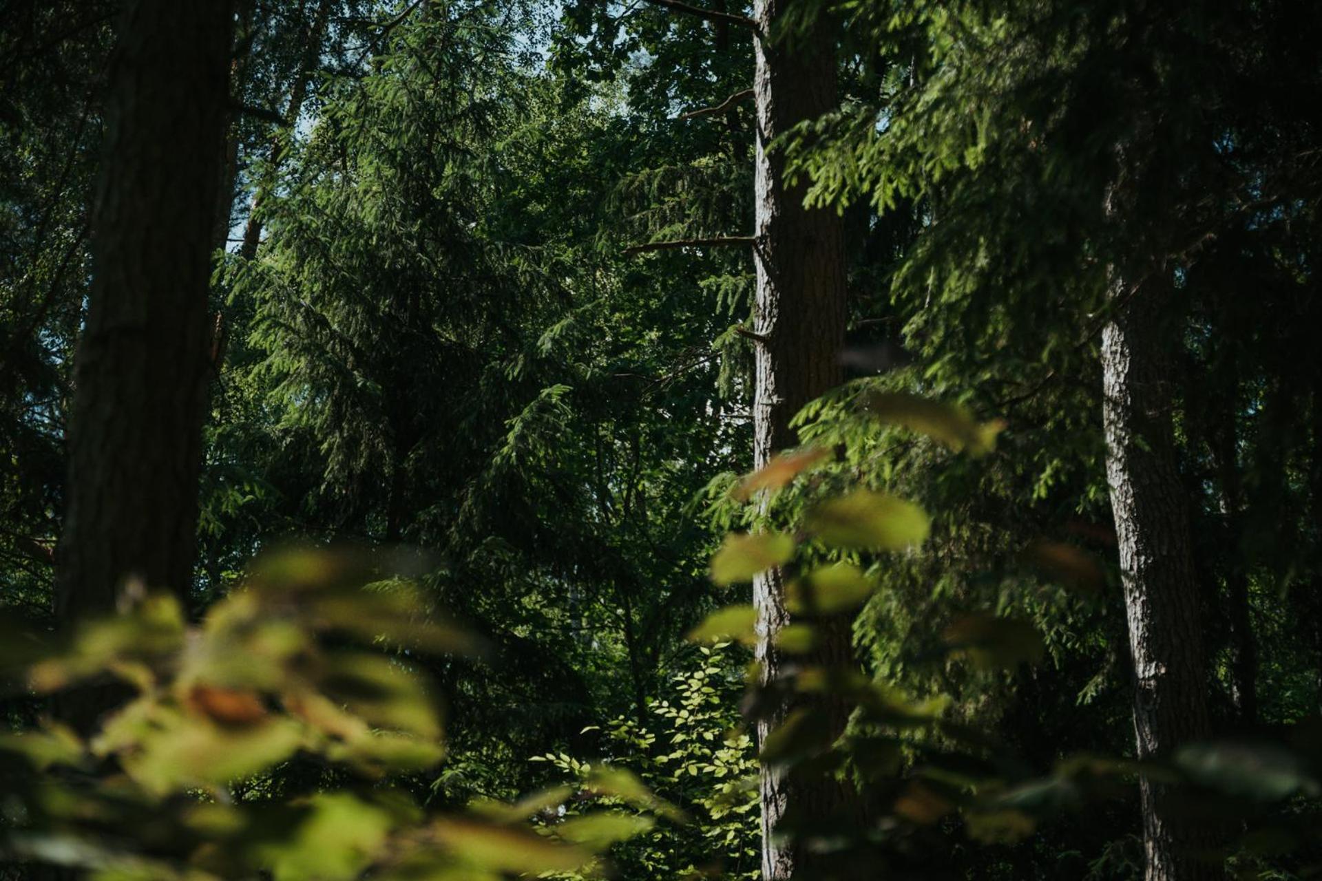 Forest Cabin - 50Min Od Warszawy Wola Polska エクステリア 写真
